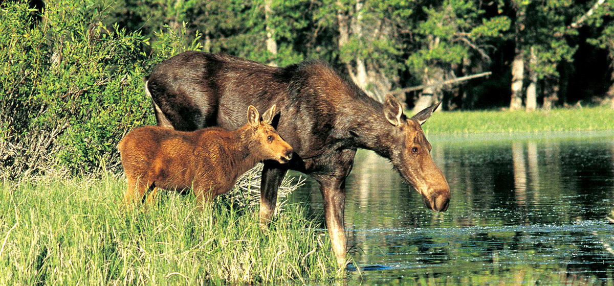 Moose on Scenic Snake River Float Trip