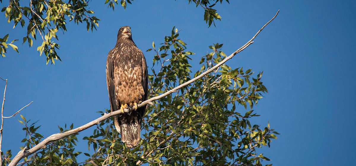 Bald Eagle on Scenic Snake River Float Trip