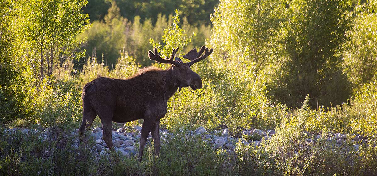Wildlife - Moose - Snake River Float Trips - Grand Teton National Park
